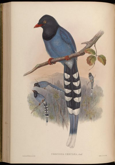 Urocissa caerulea by John Gould